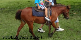 STOLEN Pony Rusty (& Sundae), Near Miami, FL, 33183